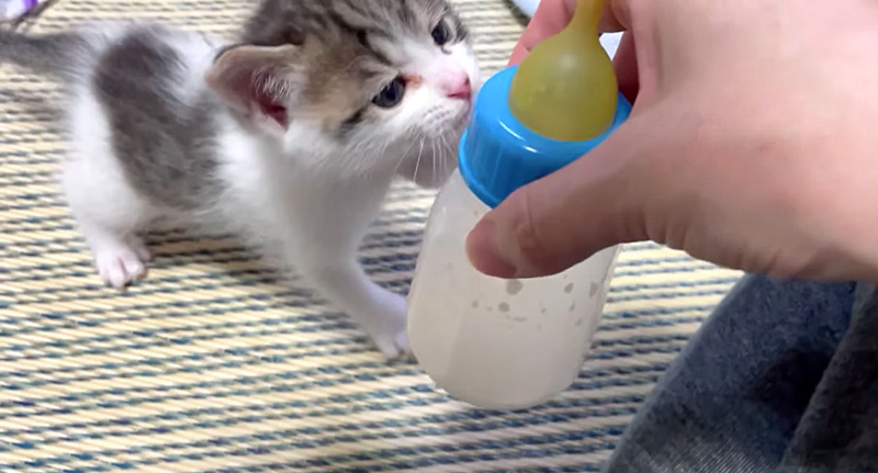 ミルクが飲みたい子猫