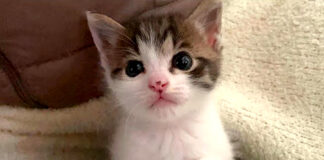 ミルク好きの子猫