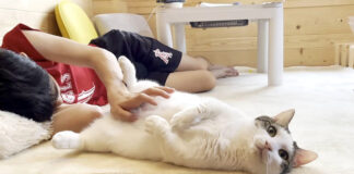撫でられる猫