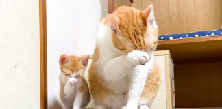 一緒に毛づくろいする猫達