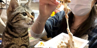 納豆が気になる猫
