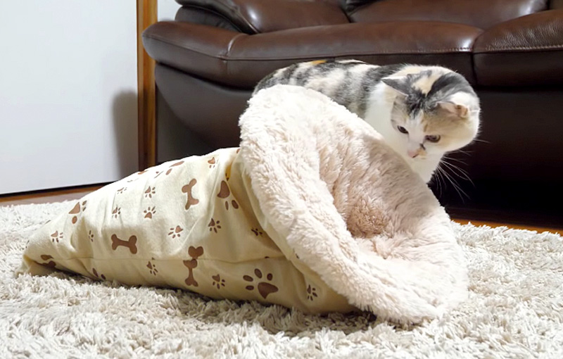 覗く猫
