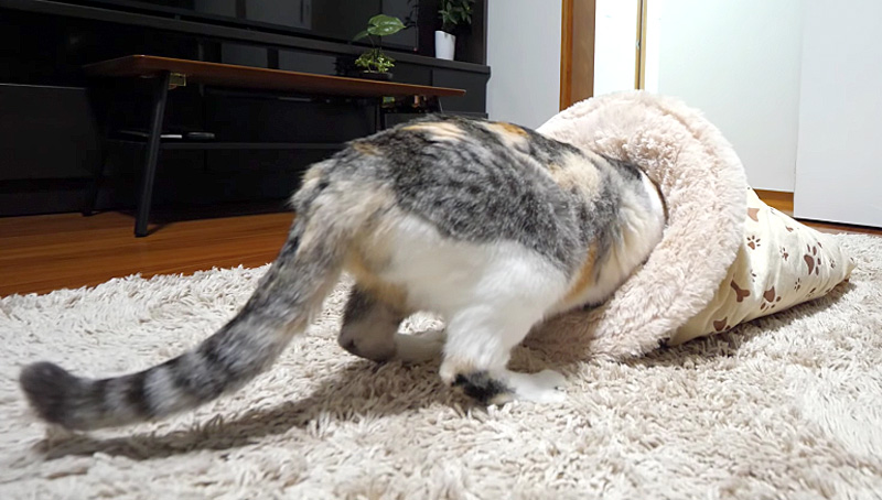 入る猫
