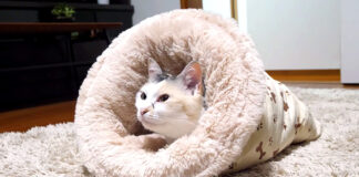 フィットする猫