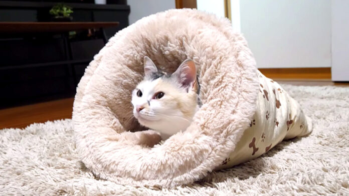 フィットする猫