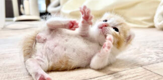 寝返りを打つ子猫