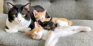 子猫達を寝かしつける先住猫