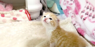 庭を散歩する子猫