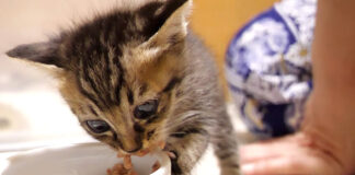 離乳食を食べる子猫