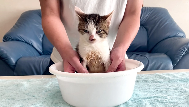 お風呂で洗われる子猫