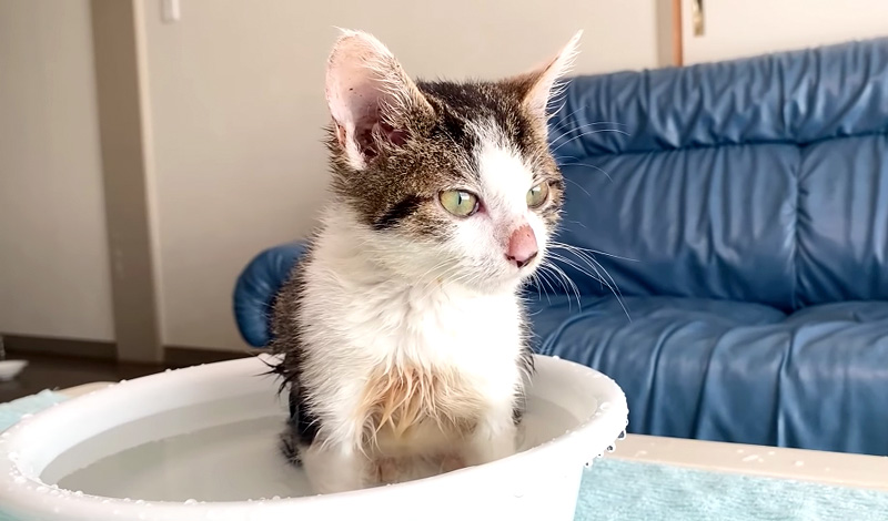 お風呂でくつろぐ子猫
