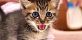おかわりが欲しい子猫
