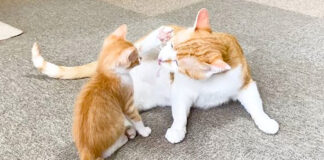 先住猫に怒られた子猫