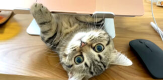 見つめる子猫