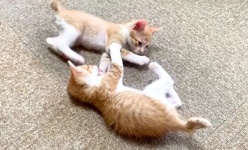 じゃれ合う子猫達