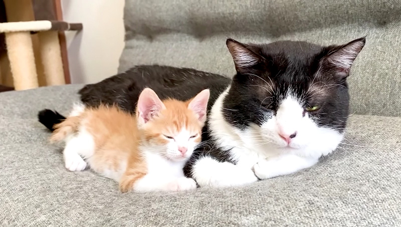 先住猫に寄り添う子猫