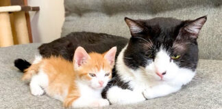 先住猫に寄り添う子猫