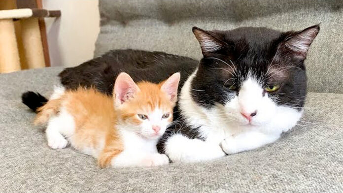 先住猫に寄り添う子猫