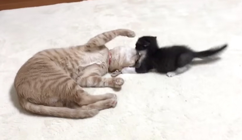 突撃する子猫