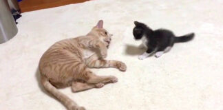 遊びたい子猫