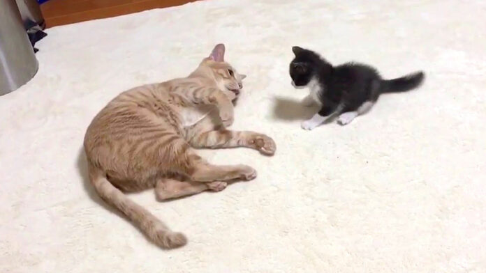 遊びたい子猫