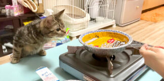 ポップコーンが気になる猫