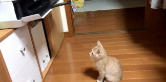 プリントを待つ子猫
