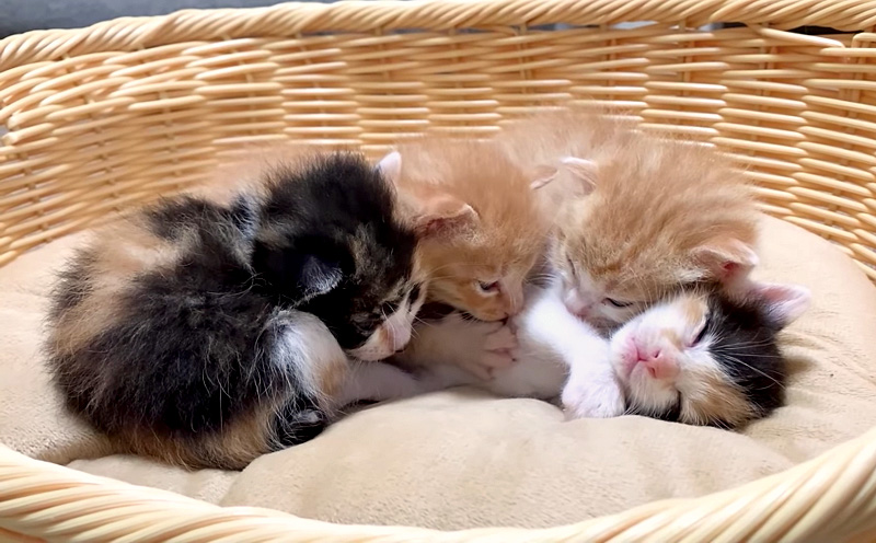寄り添う子猫達