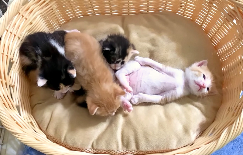 ヘソ天姿で眠る子猫