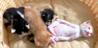 ヘソ天姿で眠る子猫