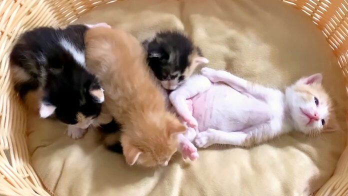 ヘソ天姿で眠る子猫