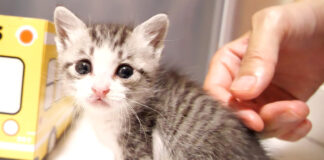 見つめる子猫