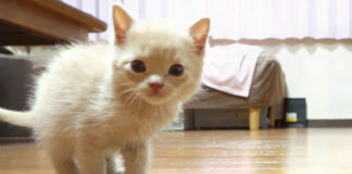 駆け寄ってくる子猫