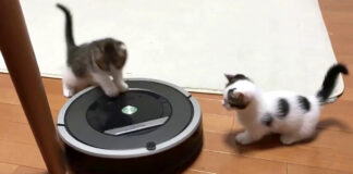 ルンバを整備しているような子猫達
