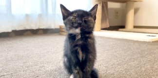 座ったまま眠る子猫