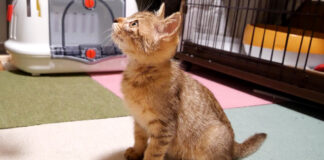 保護された子猫