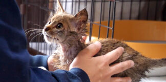 心を開いてきた子猫
