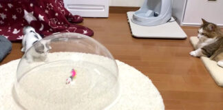 オモチャを取りたい子猫