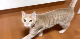呼ばれた猫