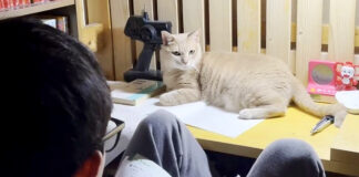 一緒にいる猫