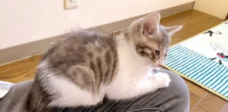 膝の上の子猫