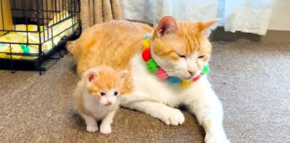 子猫と先住猫