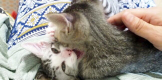 激しい子猫の兄弟