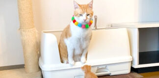 先住猫の近くで過ごす子猫