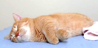 眠る猫