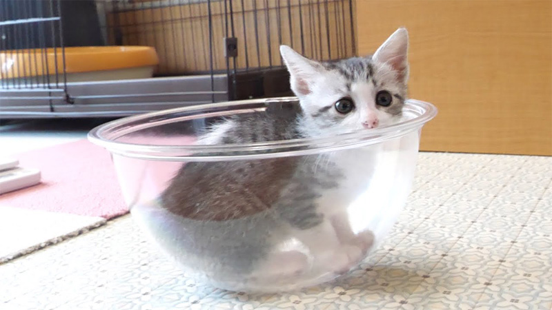 ボウルに入る子猫