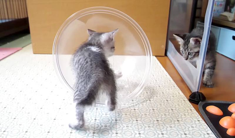 ボウルで遊ぶ子猫