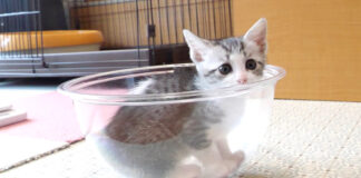 ボウルに入る子猫