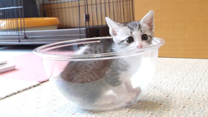 ボウルに入る子猫