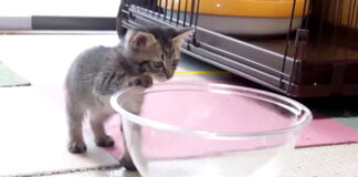 ボウルが気になる子猫